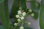 Climbing euonymus